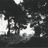 Silhouette of a dog walking along a path flanked by trees