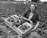 Fruit or Flower Willow Basket