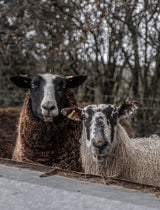 The Rotherfold Blanket - Nancy Nicholson