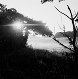 Black and white landscape with trees and a field, sun shining through.