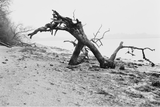 Dead tree branches on a sandy surface with a clear sky