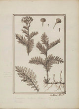 Tansy Barley Twist Wool Rug