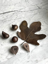 Bronze Brunswick Figs & Fig Leaf