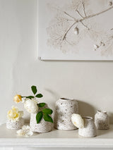 The Coralline Crag Collection
