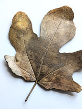 Bronze Fig Leaf