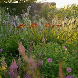 FIVE SEASONS: The Gardens of Piet Oudolf