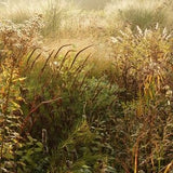 FIVE SEASONS: The Gardens of Piet Oudolf