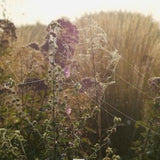 FIVE SEASONS: The Gardens of Piet Oudolf