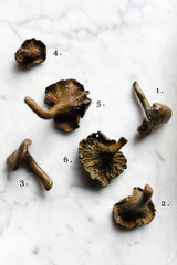 Solid Bronze Funghi - Alice Andrea Ewing