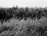 Black and white photo of reeds with a blurred background