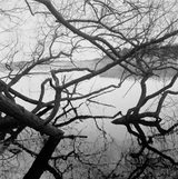Tree branches with reflections in water