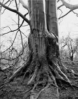 Black and white photo of a large tree trunk with roots