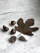 Bronze Brunswick Figs & Fig Leaf