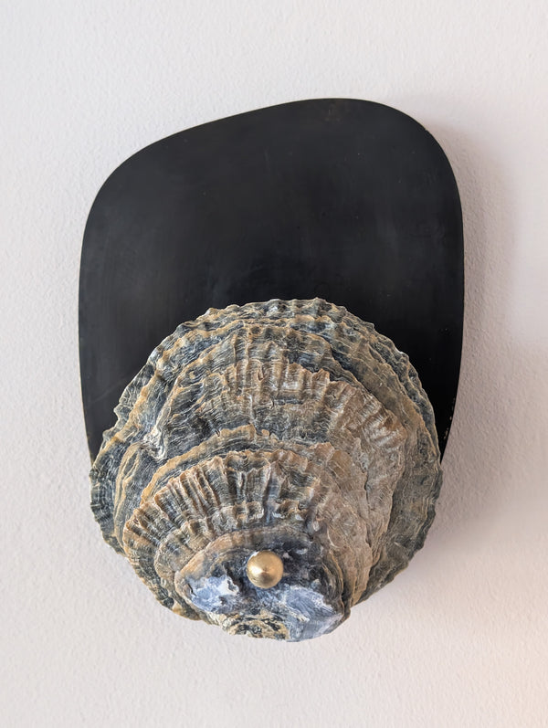 Norfolk Scallop Shell and Brass Wall Sconce