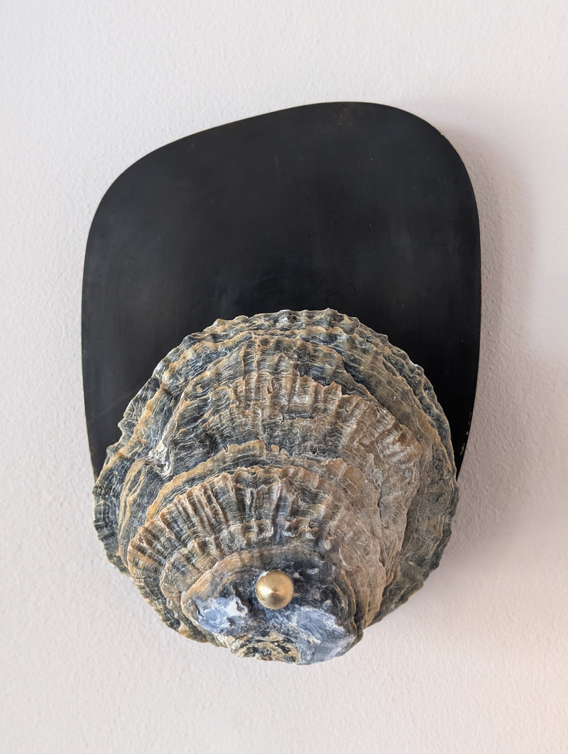 Norfolk Scallop Shell and Brass Wall Sconce