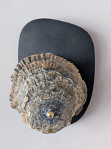 Norfolk Scallop Shell and Brass Wall Sconce
