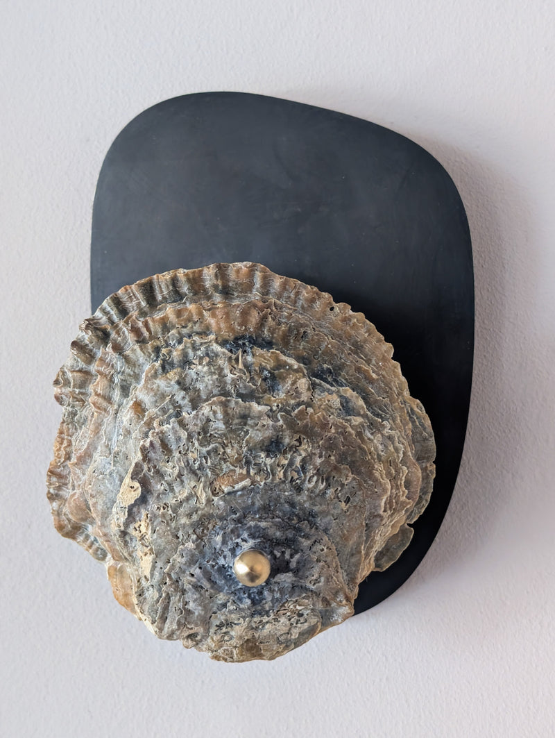 Norfolk Scallop Shell and Brass Wall Sconce