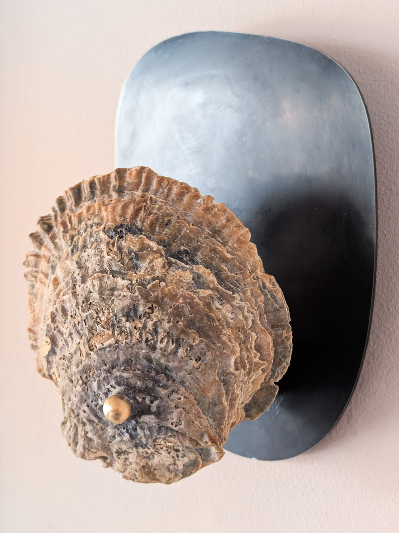 Norfolk Scallop Shell and Brass Wall Sconce