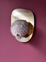 Norfolk Scallop Shell and Brass Wall Sconce - Patinated or Polished