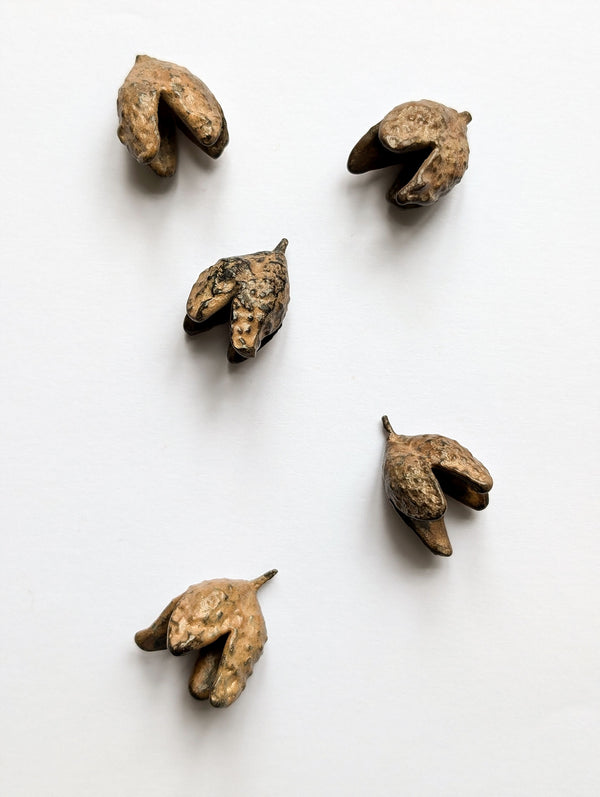 Bronze Beech Nuts