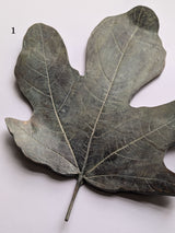 Bronze Fig Leaves