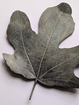 Bronze Fig Leaves