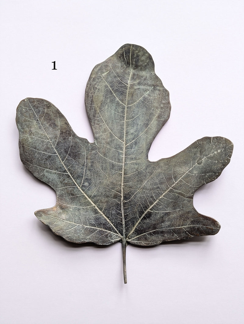 Bronze Fig Leaves