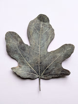 Bronze Fig Leaves