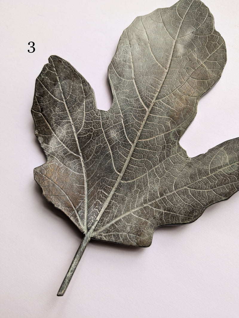 Bronze Fig Leaves