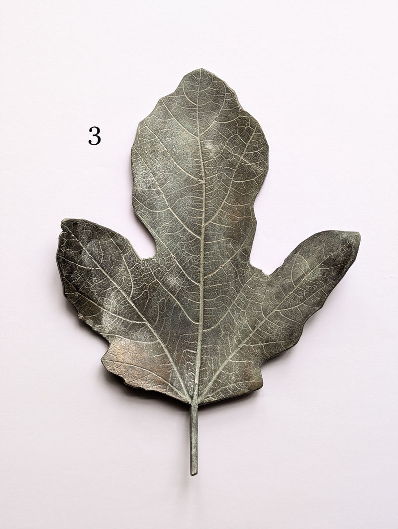 Bronze Fig Leaves