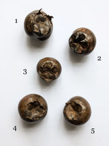 Bronze Medlars