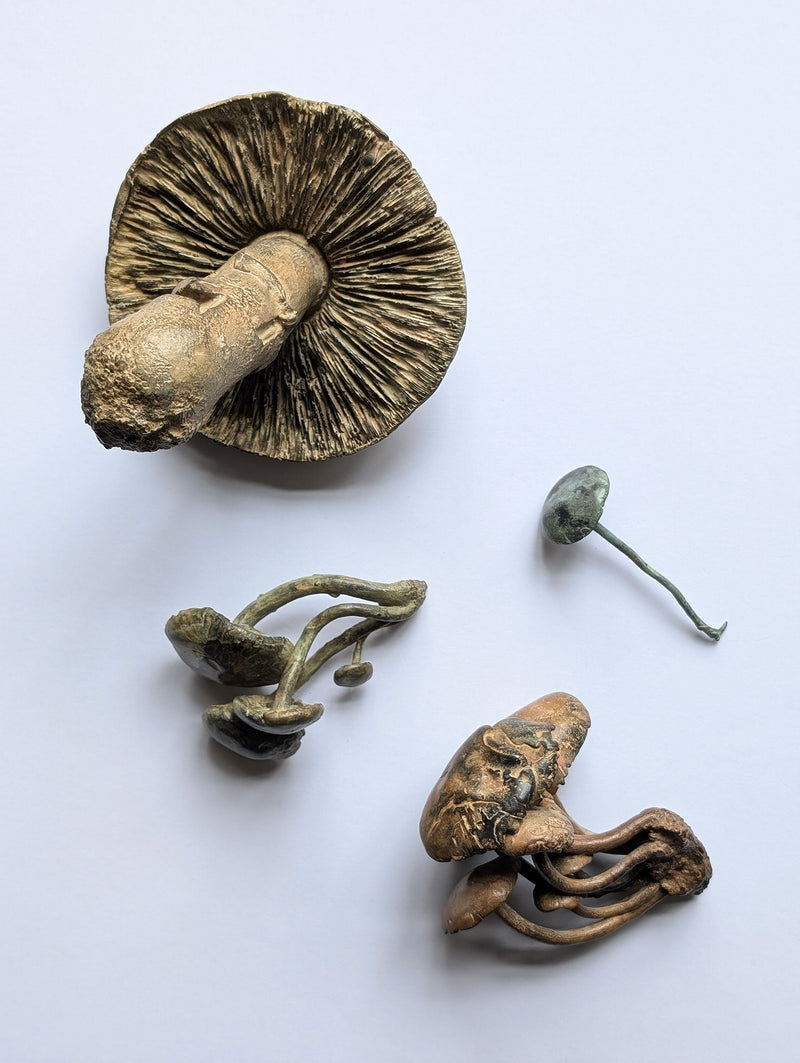 Bronze Mushrooms